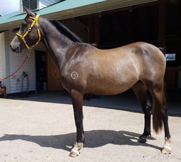 Tubbarubba Arabians Elite Endurance Horses for Sale Melbourne, Victoria